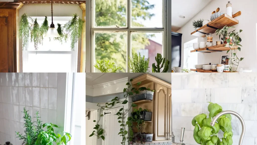 20+ Genius Kitchen Plant Decoration Ideas Worth Stealing